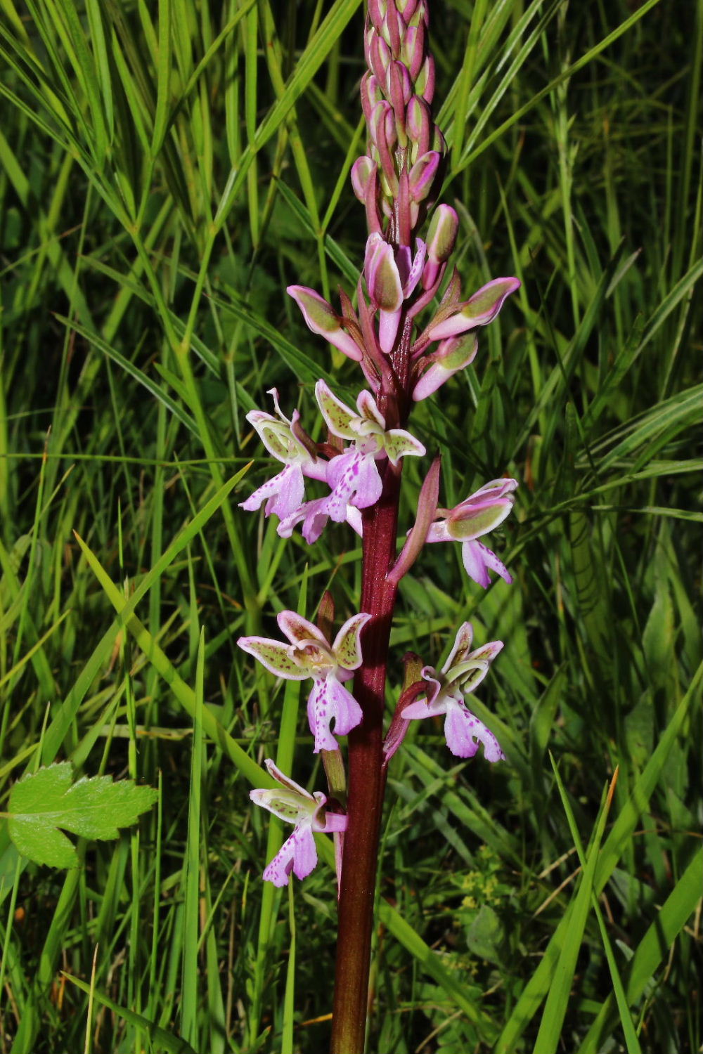 Orchis patens / Orchidea aperta